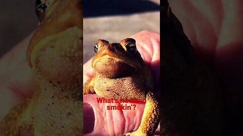 Droopy frog 🐸@prepperboss. #shorts, #prepperboss, #frog, #🐸