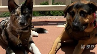 Shelter dogs being trained to help veterans in West Palm Beach