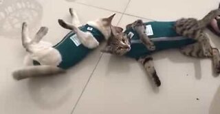 Gatos odeiam suas novas roupas