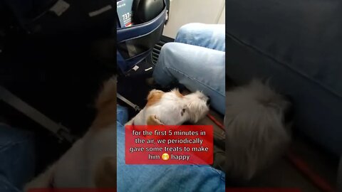 Ares Jack Russell dog fly to Vegas EP 2: boarding and flying