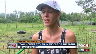 Two horses stolen in Collier County