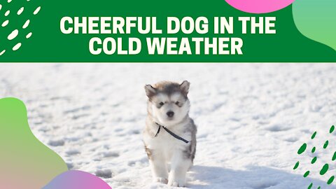 The fun and Cheerful dog in the cold weather