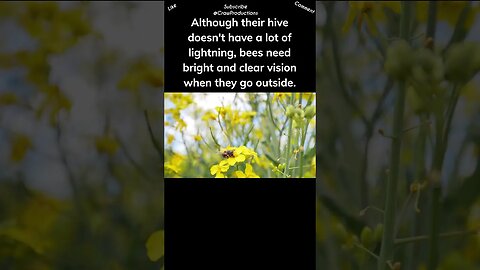 Bee see UV light #bee #shorts