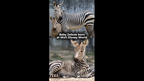 Baby Zebras BORN at Walt Disney World