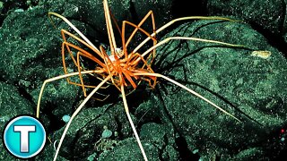 Vampire Sea Spider | World's Weirdest Animals