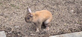Delightful dwarf rabbit enjoys the Spring weather