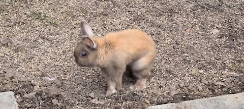 Delightful dwarf rabbit enjoys the Spring weather