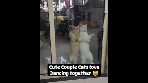 #Cute Couple Cats 😹 love dancing together.