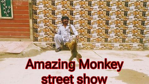 Monkey Funny Performance | Monkey funny🐒 Show