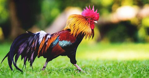 Rooster or cock