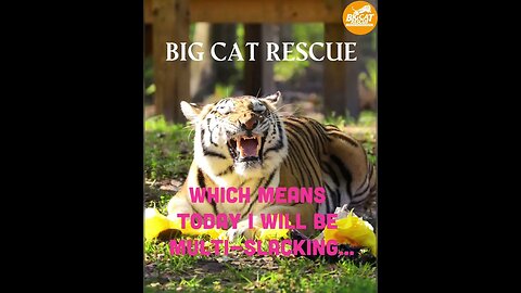Big Cat Rescue #2 ~ Happy CATurday! #bigcatrescue #catvideos #cats #reels #catreels #animalreels