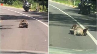 Lotta tra koala ferma il traffico