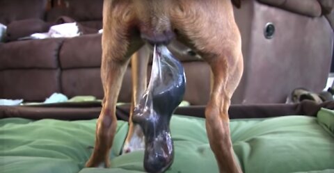 Dog Has AMAZING Birth While Standing - Goes Viral!!