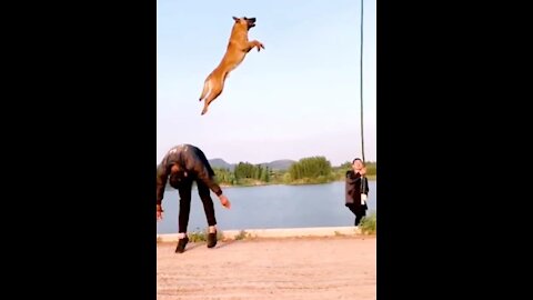 Dogs That Fly - Malinois _ Alsatian Dogs Show Their Jumping Agility _Shorts