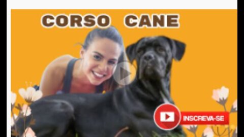 Discover Corso Cane
