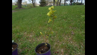 A Beautiful California Native Coast Live Oak Quercus agrifolia May 2022