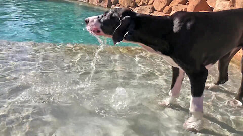 Funny Great Dane Girls Love To Dig In Water And Dirt