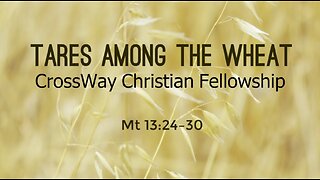 Tares Among the Wheat (Matthew 13:24-30)