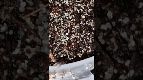 Watch Ants Digging -Amazing Underground World
