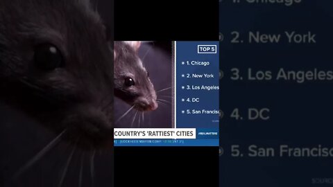 Rattiest cities