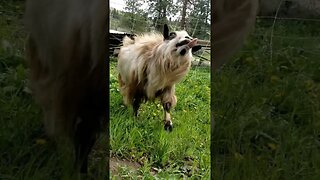 #goats #funny #shorts