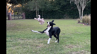 Joyful Great Dane Loves Throwing & Catching Her Toy To Herself