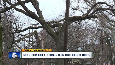 Councilman requests revocation of tree contractor's license, permit