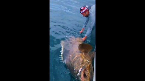 Dock Fishing and Tagging St Petersburg Florida | Grouper, Speckled Trout, Sheepshead Fishing Ep29