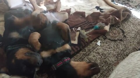 Rottweilers - Lil' Eddie & Faye Exhausted