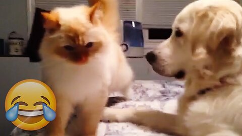 Angry Cats Vs Funny Dogs - Cats Vs Dogs Compilation - Try Not To Laugh || PETASTIC 🐾