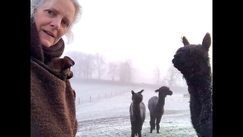 Alpaca blood collected to create plasma to feed orphaned or rejected cria