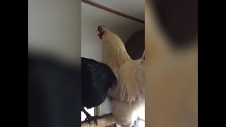Chickens have a Cluck-Off