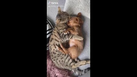 Cat Preciously Cuddles And Grooms Tiny Puppy