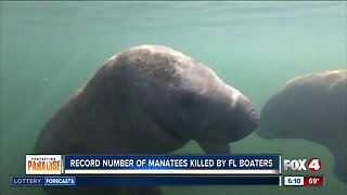 Record number of manatees killed by boats in Florida in 2019