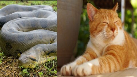 Cute cat Vs anaconda