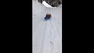 Three doggies go for adorable sled ride