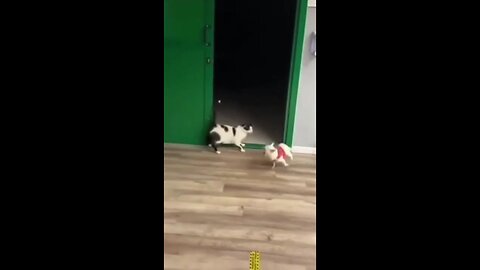 Funny animal videos - Funny cats vs dogs Funny animals videos Haypyy Pett