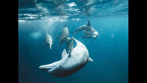 Healing songs of Whales & Dolphins