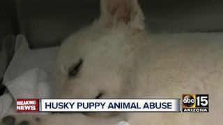 Months-old husky pup suffers skull fracture