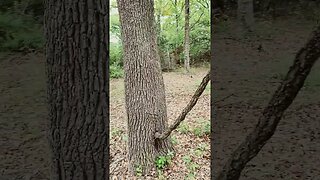 Funniest vine I have ever seen growing. Humor in the woods.