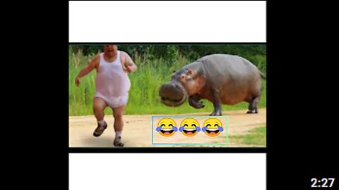 Animals Chasing People!😂 (So FUNNY😂)