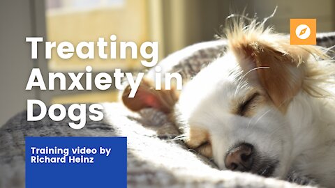 How to Treat ANXIETY in DOGS