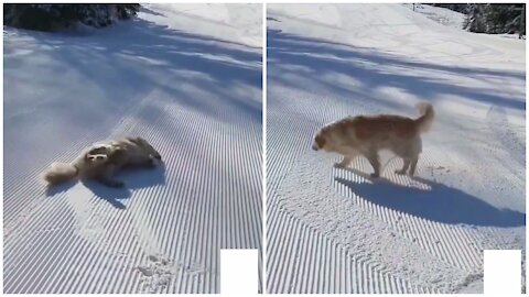 This dog has fallen in love with this slippery road. You can't stop laughing when you see it🤣🤣