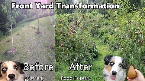 5 Years ago we built a food forest on our front lawn... Lets harvest pears!