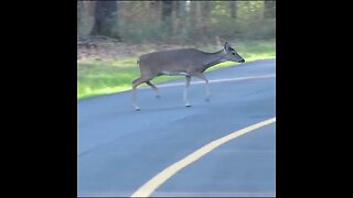 Deer Crosses the Road