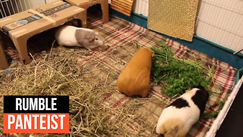 Best guinea pig noises of 2019♥ Panteist