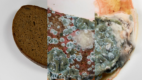 Bread left in water has incredible mold transformation