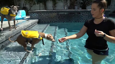 Teaching My Dogs How To Swim || *Fun & Easy*