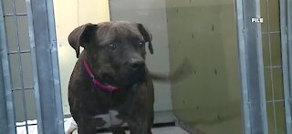 Animal Foundation in Las Vegas waiving certain pet adoption fees during 'tailgate'