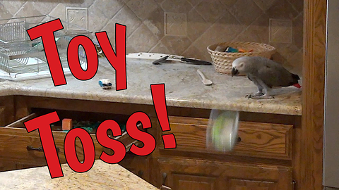 Mischievous Parrot Throws Toys On Floor And Then Hides